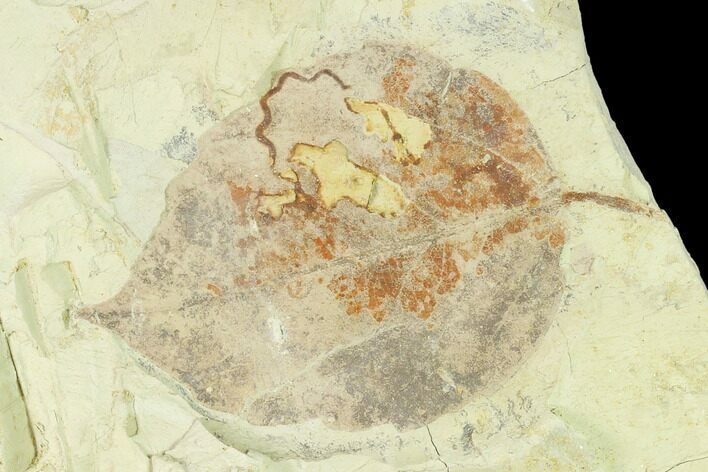Miocene Fossil Leaf (Populus) - Augsburg, Germany #139449